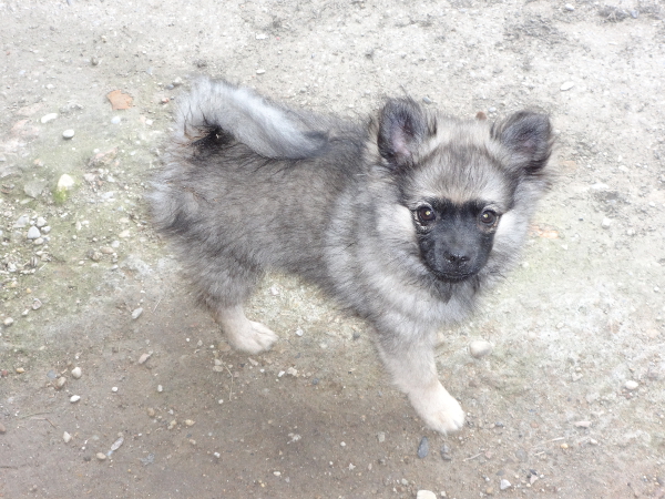 Milow von Chandrapura (graugewolkt)